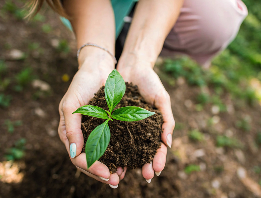 Hands cupped together holding dark soil and a small green seedling with four leaves